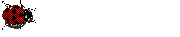 Une coccinelle